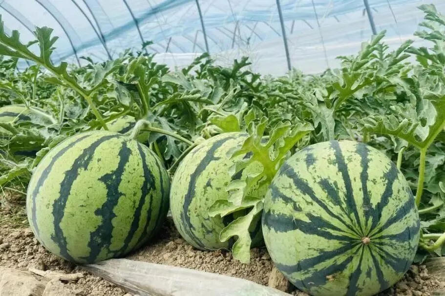 太阳城集团官方直营